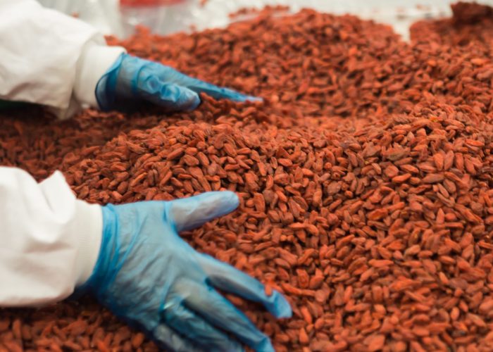 person holding grains on table