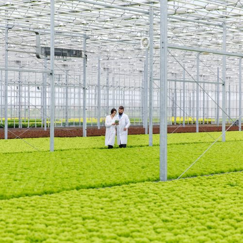 Two researches man and woman examine greenery with a tablet in an all white greenhouse