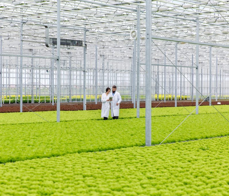 Two researches man and woman examine greenery with a tablet in an all white greenhouse